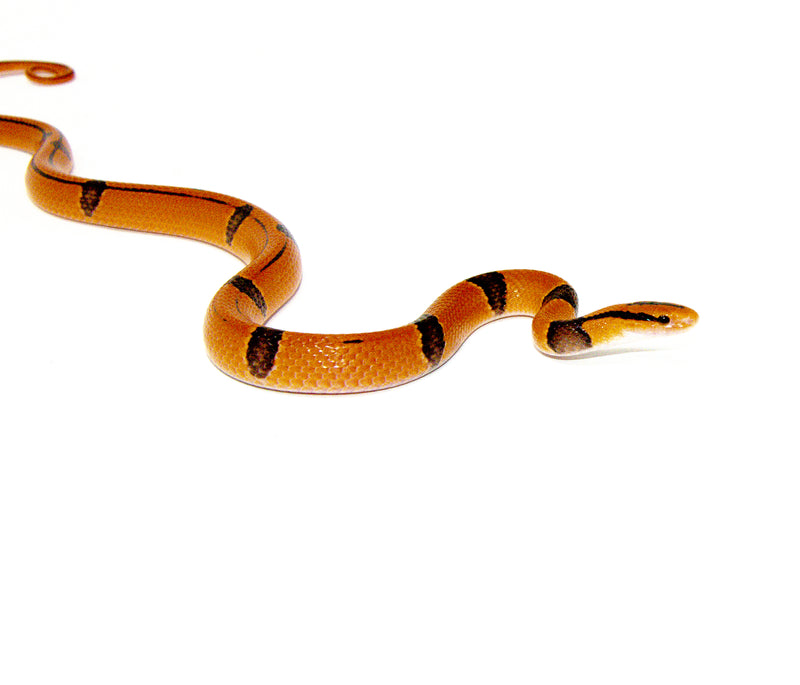 Yunnan X Broad Banded Rat Snake