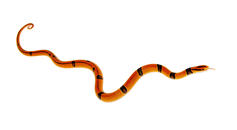 Yunnan X Broad Banded Rat Snake