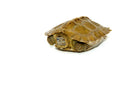 Giant Asian Wood Turtle Baby (Heosemys grandis)