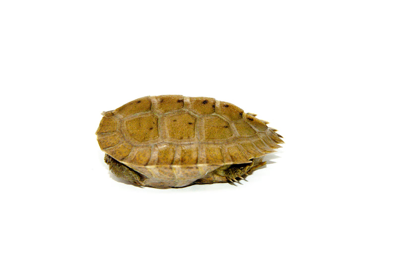 Giant Asian Wood Turtle Baby (Heosemys grandis)