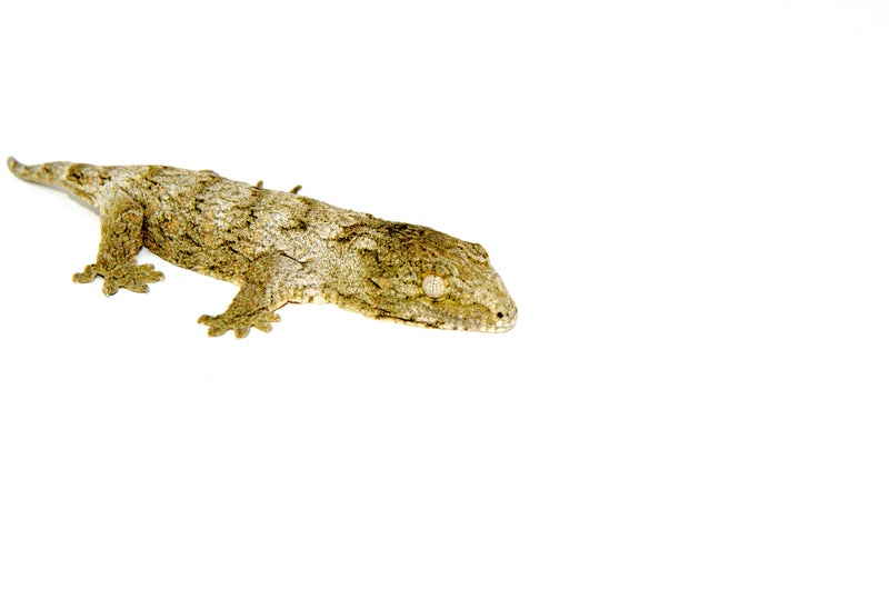 New Caledonian Giant Gecko (High Color Sub Adults)(Rhacodactylus leachianus)