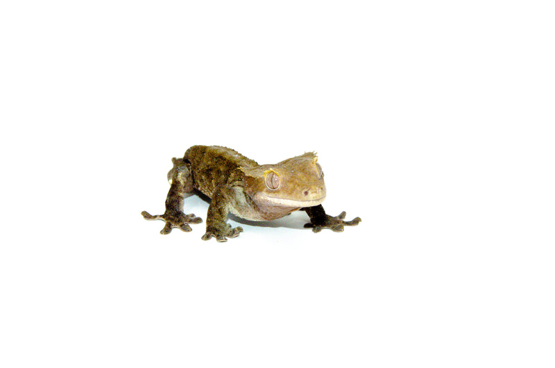 Buckskin Crested Gecko Adult (Frog Butt) (Correlophus ciliatus)