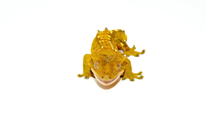 Flame Crested Gecko Adult (Frog Butt) (Correlophus ciliatus)
