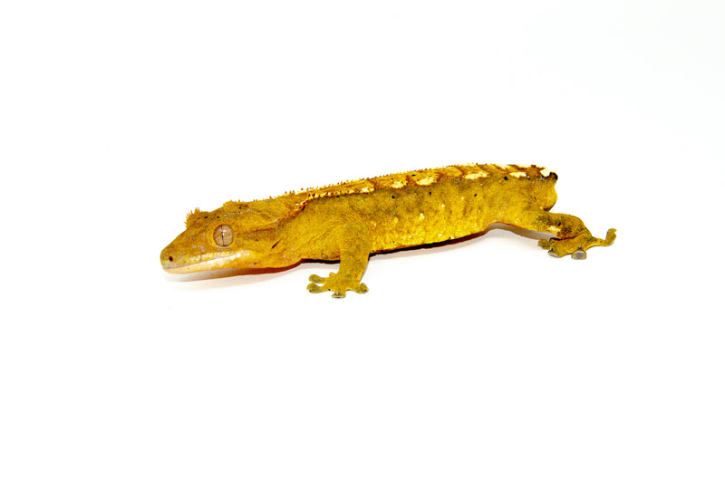 Flame Crested Gecko Adult (Frog Butt) (Correlophus ciliatus)