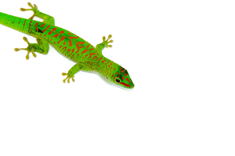 Crimson Day Gecko (Phelsuma grandis)