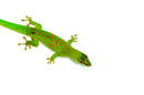 Crimson Day Gecko (Phelsuma grandis)