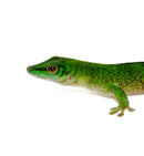 Giant Day Gecko (Phelsuma kochi)