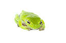 Whites Tree Frog Adults (Litoria caerulea)