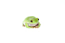 Whites Tree Frog Adults (Litoria caerulea)