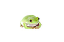 Whites Tree Frog Adults (Litoria caerulea)