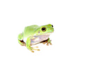Whites Tree Frog Adults (Litoria caerulea)
