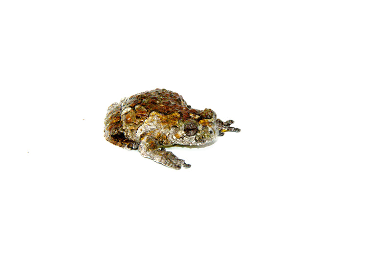 Bird Poop Frog Adult (Hyla marmorata)