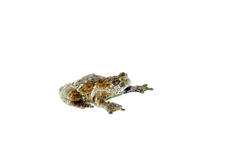 Bird Poop Frog Adult (Hyla marmorata)