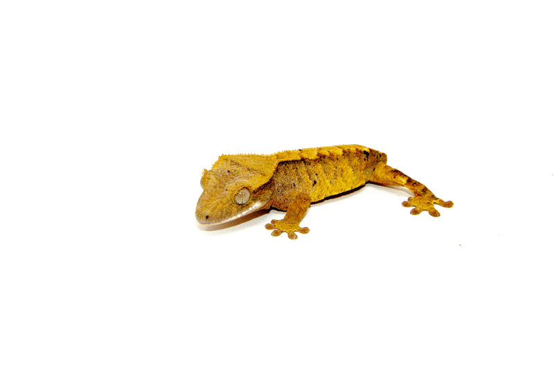 Flame Crested Gecko Juvenille  (Frog Butt) (Correlophus ciliatus)