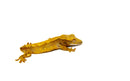 Normal Crested Gecko Juvenille  (Frog Butt) (Correlophus ciliatus)