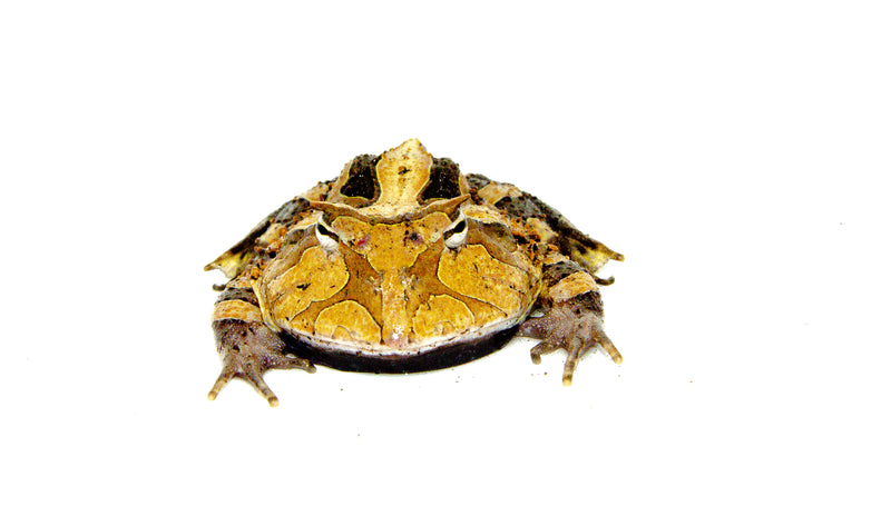 Brazilian Horned Frog Adults (Ceratophrys aurita)