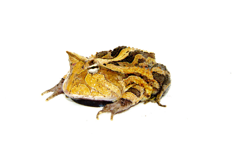 Brazilian Horned Frog Adults (Ceratophrys aurita)