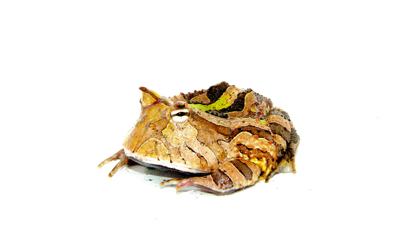 Green Brazilian Horned Frog Adults (Ceratophrys aurita)