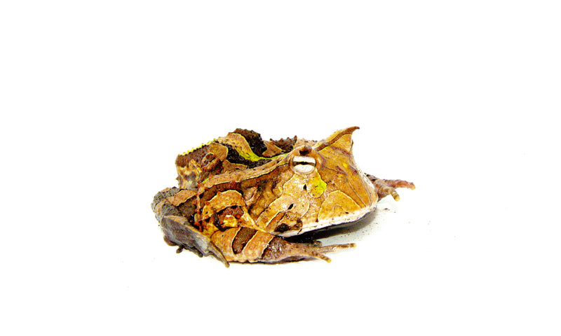 Green Brazilian Horned Frog Adults (Ceratophrys aurita)