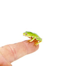 Waxy Monkey Tree Frog Babies (Phylomedusa bicolor)
