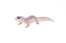Blizzard Baby Leopard Geckos (Eublepharis macularius)