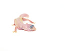 Blazing Blizzard Baby Leopard Geckos (Eublepharis macularius)