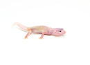 Diablo Blanco Solid Red Eyes Baby Leopard Geckos (Eublepharis macularius)