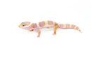 Mack Snow Albino Baby Leopard Geckos (Eublepharis macularius)