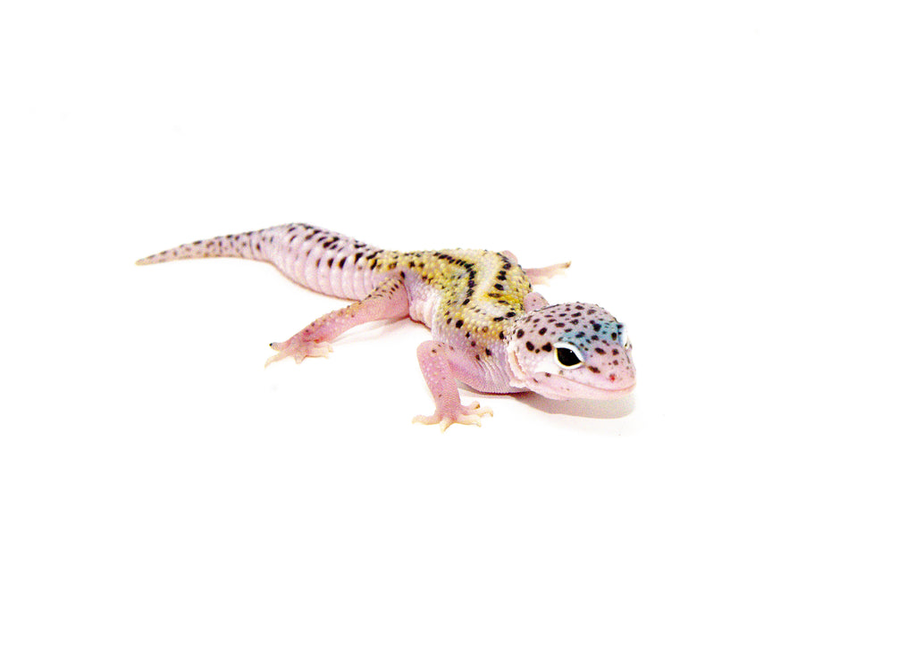 Mack Snow Jungle Baby Leopard Geckos For Sale American Reptile