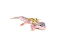 Mack Snow Jungle  Baby Leopard Geckos (Eublepharis macularius)
