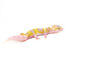 Eclipse Albino Baby Leopard Geckos (Eublepharis macularius)