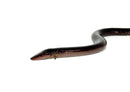 Two Toed Amphiuma (Amphiuma means)