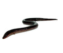 Two Toed Amphiuma (Amphiuma means)