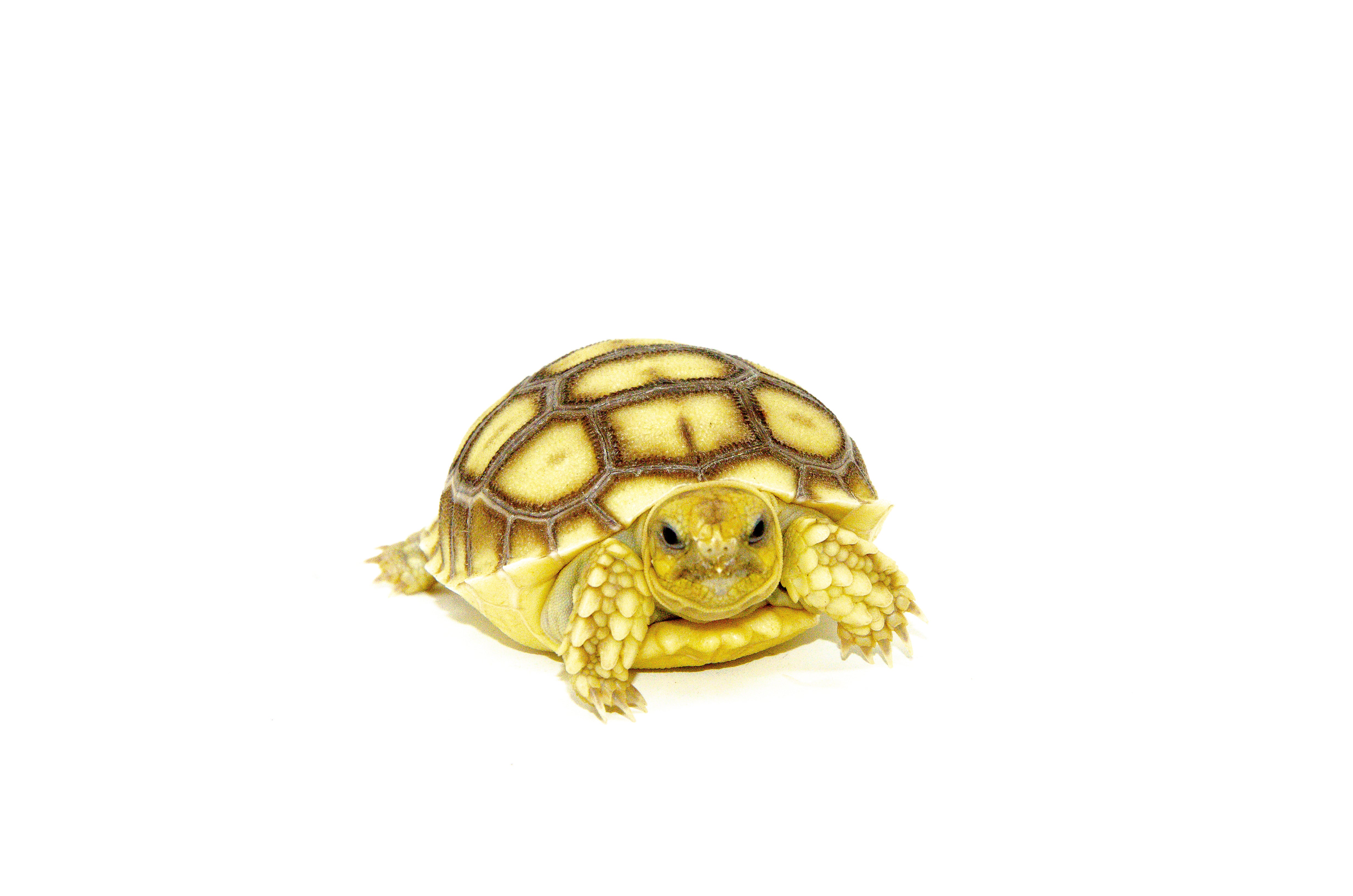 African Spurred Tortoise Babies For Sale | American Reptile Distributors