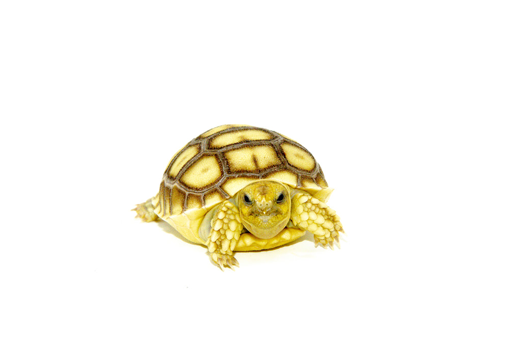 African Spurred Tortoise Babies For Sale American Reptile