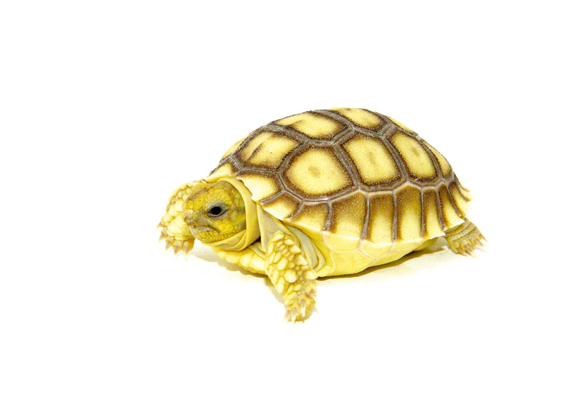 African Spurred Tortoise Babies (Centrochelys sulcata)