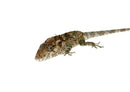 Cuban False Chameleon Adults (Anolis barbatus)