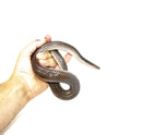 Sunbeam Snake (Xenopeltis unicolor)
