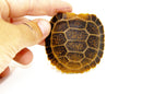 Travancore X Elongated Tortoise Babies (Indotestudo travancore x Indotestudo elongata)