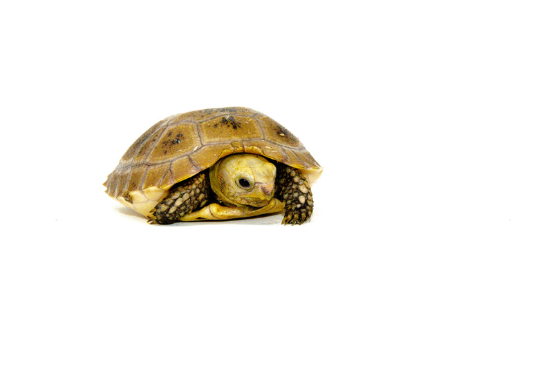 Elongated Tortoise Babies (Indotestudo elongata)