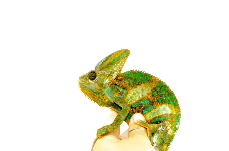 Veiled Chameleon Adults (Chamaeleo calyptratus)
