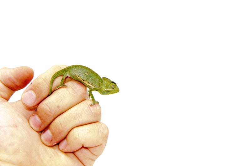 Veiled Chameleon Babies (Chamaeleo calyptratus)