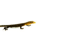 Yellow Quince Monitor (Varanus melinus)