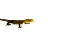 Yellow Quince Monitor (Varanus melinus)