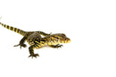 Socialized Sumatran Water Monitor (Varanus salvator)