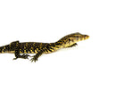 Socialized Sumatran Water Monitor (Varanus salvator)