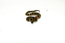 Marina Del Ray California Kingsnake (Lampropeltis californiae)