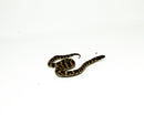 Marina Del Ray California Kingsnake (Lampropeltis californiae)