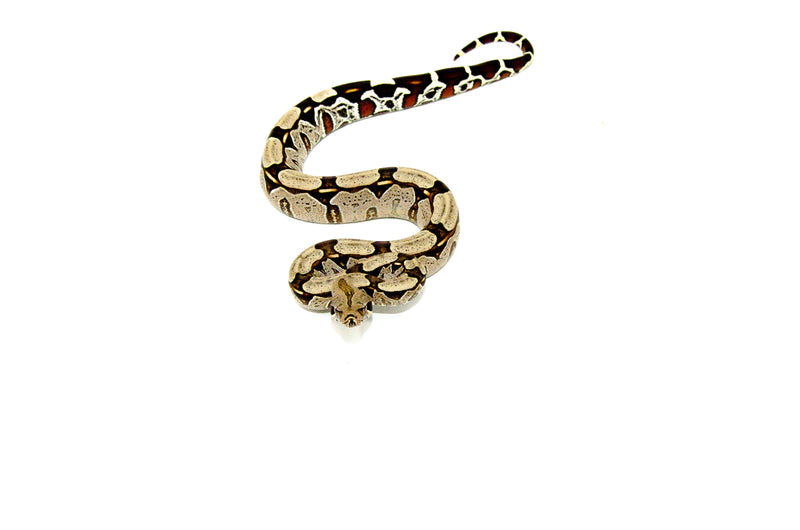 Suriname Red Tail Boa Constrictor (Boa constrictor)