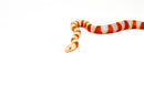 Albino Honduran Milk Snake (Lampropeltis triangulum hondurensis)